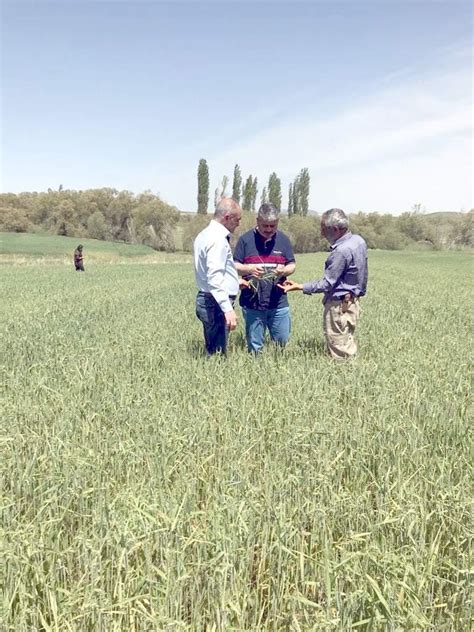 Bayramgazi köyünde hububat ekili alanlar incelendi